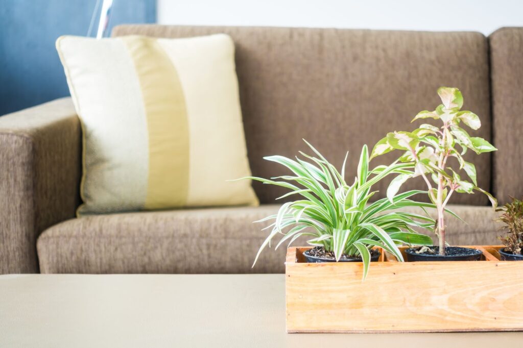 Indoor plants in a wooden planter box, placed on a coffee table in front of a sofa